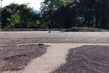 Load image into Gallery viewer, Luiz Framarion - Fazenda Taquaral - Yellow Catuai - Natural