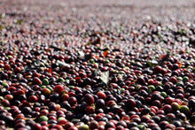 Load image into Gallery viewer, Luiz Framarion - Fazenda Taquaral - Yellow Catuai - Natural
