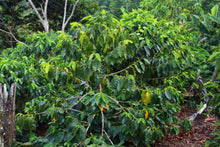 Load image into Gallery viewer, Sebastian Mejia - Finca Gonzalo - Parainema - Honey