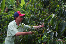 Load image into Gallery viewer, Sebastian Mejia - Finca Gonzalo - Parainema - Honey