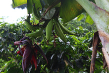 Load image into Gallery viewer, Sebastian Mejia - Finca Gonzalo - Parainema - Honey