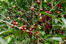 Load image into Gallery viewer, Several co-operatives - Smallholder farms - Ruiru, SL 28, Batian - Washed