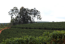 Load image into Gallery viewer, Raquel Ribeiro Aguiar - Fazenda Cerrado Grande - Blend - Natural
