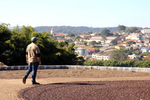 Load image into Gallery viewer, Luiz Framarion - Fazenda Taquaral - Yellow Catuai - Natural
