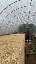 Load image into Gallery viewer, Juan Benitez - Finca La Vistada - Pacas - Washed
