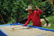 Load image into Gallery viewer, Juan Benitez - Finca La Vistada - Pacas - Washed

