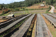 Load image into Gallery viewer, Kamacharia Farmers - Riakiberu - Ruiru 11, SL 28, Batian - Washed
